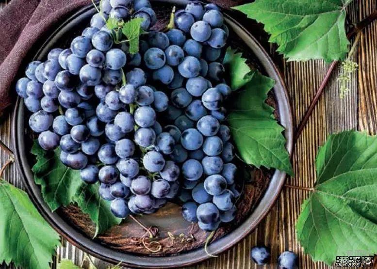 酿酒葡萄真的不用洗吗？卫生怎么保证？