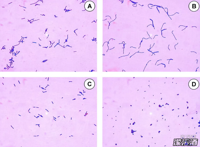 谁说乳酸菌只能用来发酵酸奶？葡萄酒表示不服