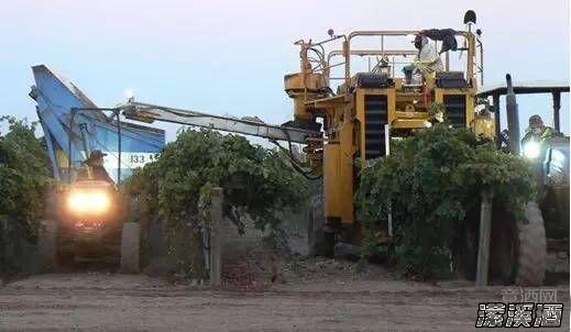 夜间采收葡萄应注意。