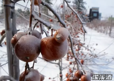 夏日里冰冰凉的甜酒—冰酒
