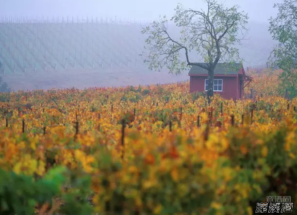 来了解一下老藤葡萄酒