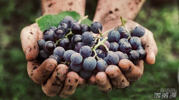 宾夕法尼亚大学的最新研究成果：葡萄酒能预防及对抗结肠癌。
