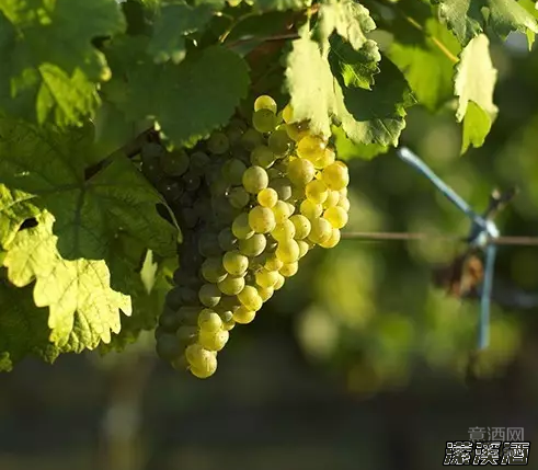炎炎夏日，来一场清爽的白葡萄酒之旅（一）