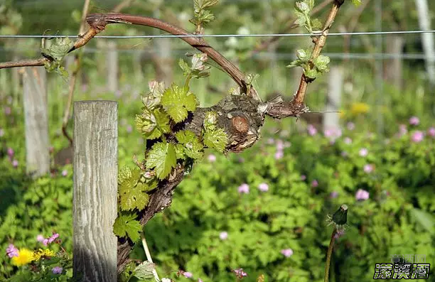 葡萄酒大师杰西斯罗宾逊为大家详细解读雷司令！