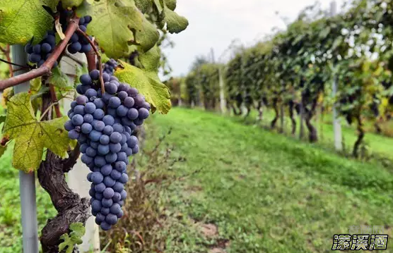 十个问题带你成为赤霞珠的老司机。