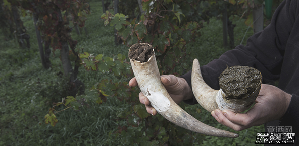 为什么要在葡萄园里埋放塞满粪便的牛角？