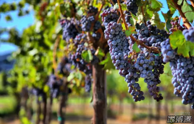 哪种红酒最健康并且热量低呢？