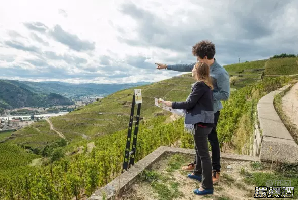 红酒入门必备八大词汇，看完告别小白！
