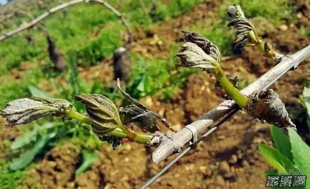 葡萄园的春天不太安宁，背后黑手是.....