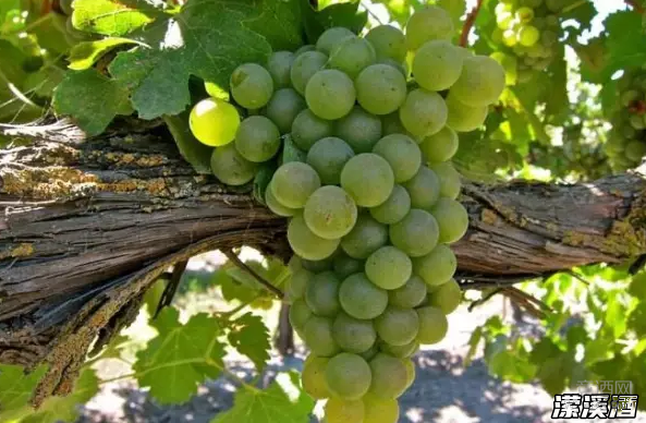 维欧尼：传奇一般的白葡萄品种