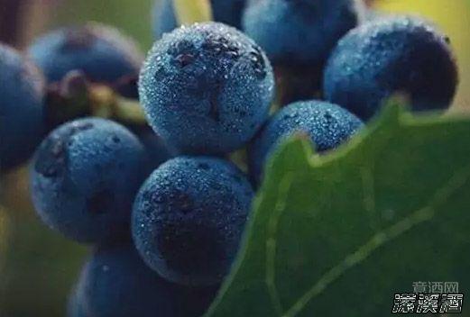 全面解析葡萄酒中的“酸”