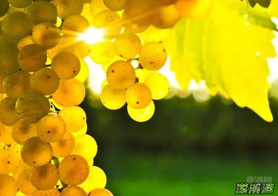 世界上五大流行白葡萄品种的那些事