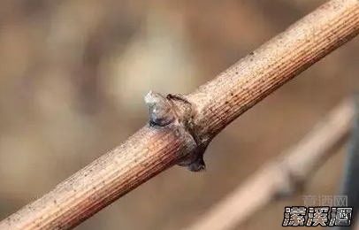 一支葡萄酒的奋斗史