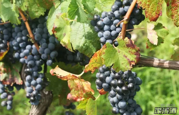 是什么葡萄，创造出了意大利最贵的葡萄酒？