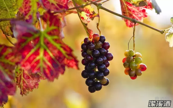 让人为之倾倒的西拉葡萄酒