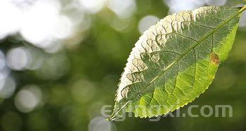 探寻白酒的酿造奥秘：传统工艺与现代技术的完美融合