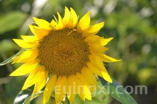 北人茶叶价格表一览表,北人茶叶