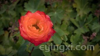 中华香烟价格表图大全2025，中华香烟价格表图