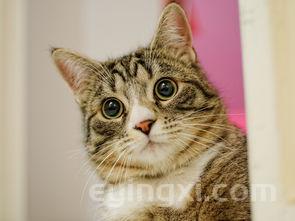 沸水茶叶,沸水冲茶