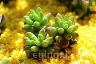 黄鹤楼价格，黄鹤楼价格1916