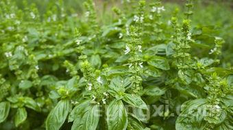 茶叶烟熏对荨麻疹有效吗?,茶叶烟熏