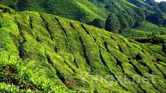 福建金闽红茶价格，闽金香茶叶