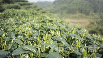 昌宁县茶叶价格表，昌宁县茶叶