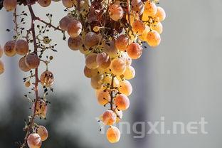 酿酒葡萄手工采摘和机械采摘哪个更好？