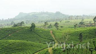茶叶种植多久就可采摘，茶叶种植几年可以采摘