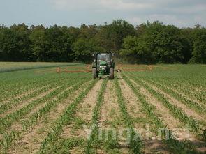 永兴茶叶，永兴茶叶有多少亩面积