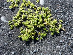 双江勐库冰岛茶叶精制厂，双江勐库冰岛茶叶精制厂 06年冰岛古树茶