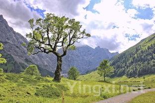 天堂山茶叶多少钱，天堂山茶叶
