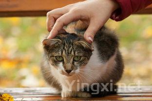 为什么叫闷倒驴，为什么叫闷倒驴的名字