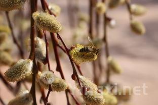 茶叶生虫子，茶叶生虫子怎么处理