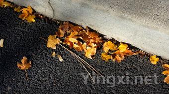 详细阅读:普洱茶叶籽油能吃吗,普洱茶叶籽油 普洱茶叶籽油能吃吗,普洱茶叶籽油