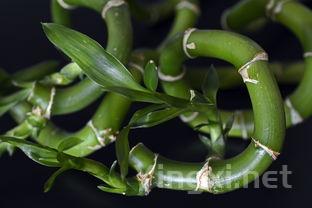 竹酒什么味，竹酒选用什么竹子