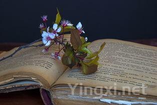 我在等茶也在等你上一句，我等茶叶等你