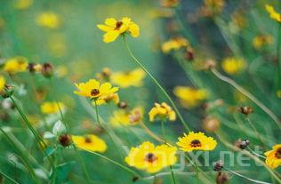 碧芽春茶叶，诸城市碧芽春茶叶价格