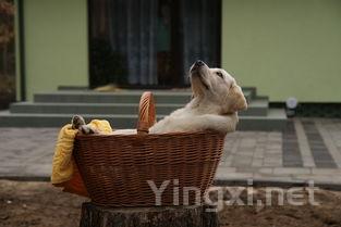 做饭为什么要放酒,做菜为什么要放酒