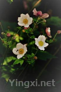 花什么什么酒古诗，酒什么花什么