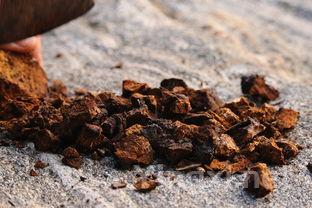 茶叶收获的季节,茶叶丰收年