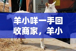 羊小咩一手回收商家，羊小咩怎么提现出来