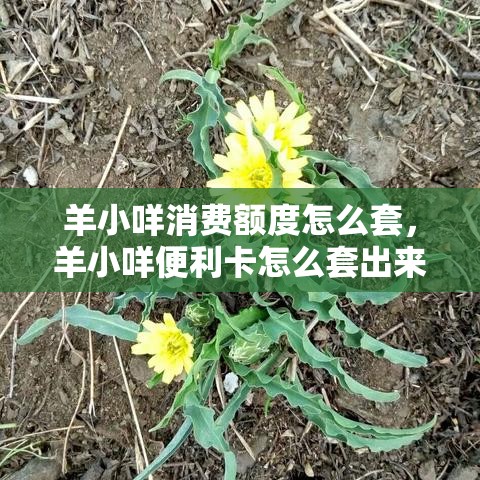 羊小咩消费额度怎么套，羊小咩便利卡怎么套出来