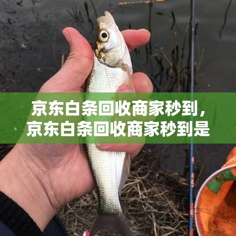 京东白条回收商家秒到，京东白条回收商家秒到是真的吗