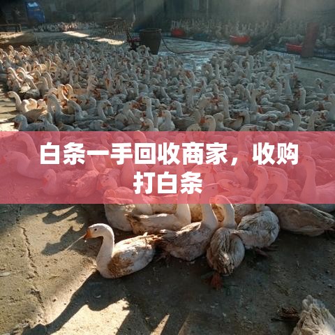 白条一手回收商家，收购打白条