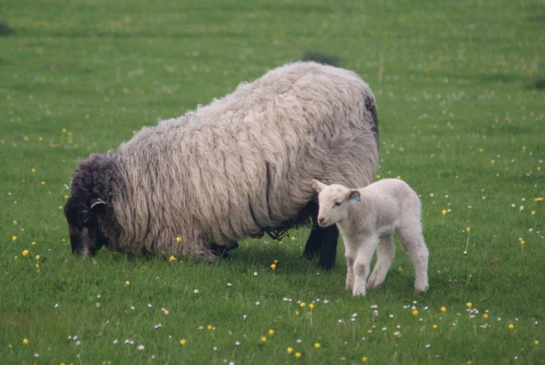 羊小咩提现秒到账，羊小咩已经到提现了稳不稳