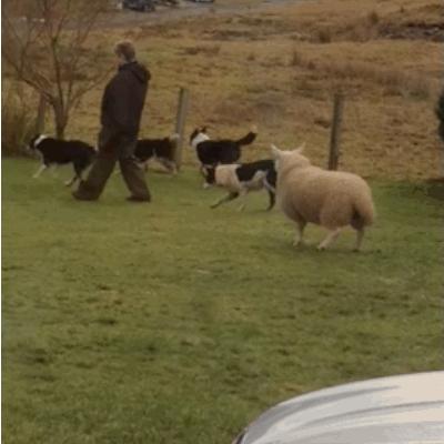 羊小咩提现秒到账,羊小咩已经到提现了稳不稳