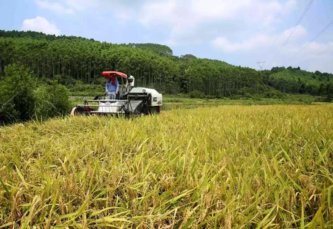 谷子热卖排行榜2025央视,2025年谷子收购价