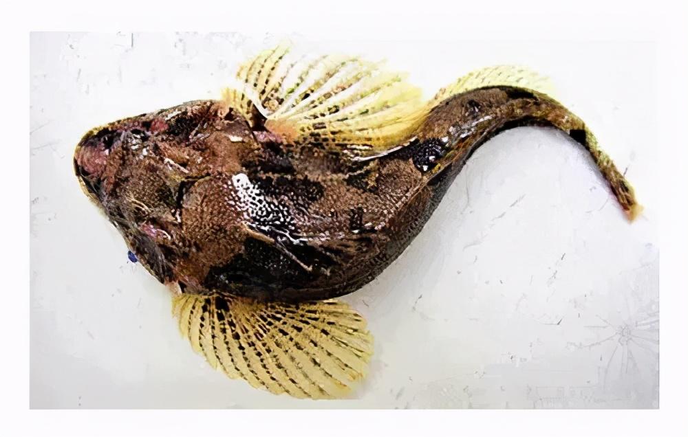 国内金银饰品排行榜（2021黄金十大品牌）