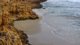 2025桌面宠物排行榜最新版，桌面宠物下载大全免费含有宠物窝